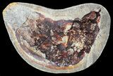 Triassic Fossil Fish In Nodule - Madagascar #53754-1